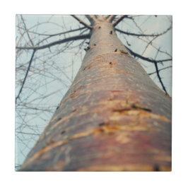 木を見上げて タイル