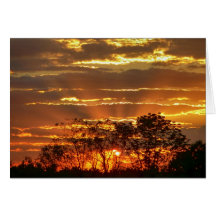 木を通した金光線との日没