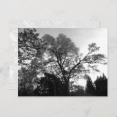 木カッコいい写真。 ポストカード (正面/裏面)