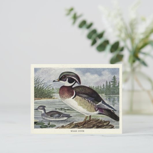 木ガモ ポストカード (スタンド正面)