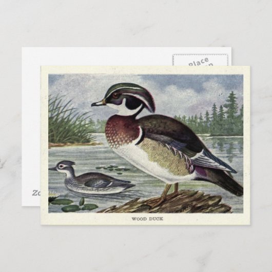 木ガモ ポストカード (正面/裏面)