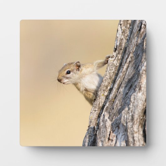木リス フォトプラーク (正面)