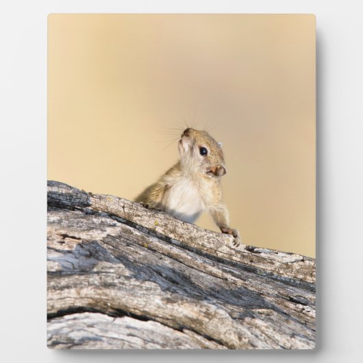 木リス フォトプラーク (正面)
