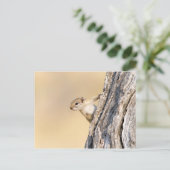 木リス ポストカード (スタンド正面)