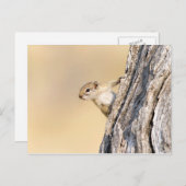 木リス ポストカード (正面/裏面)