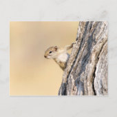 木リス ポストカード (正面)