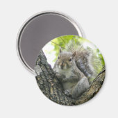 木リス マグネット (正面/裏面)