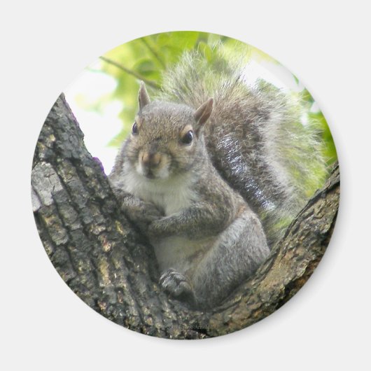 木リス マグネット (正面)