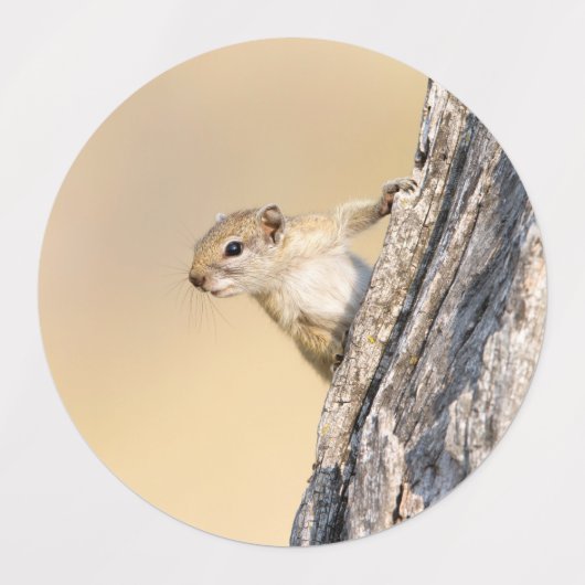 木リス ラベル (デザイン2)