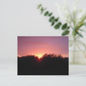 木上の沼沢地の日没 ポストカード (スタンド正面)