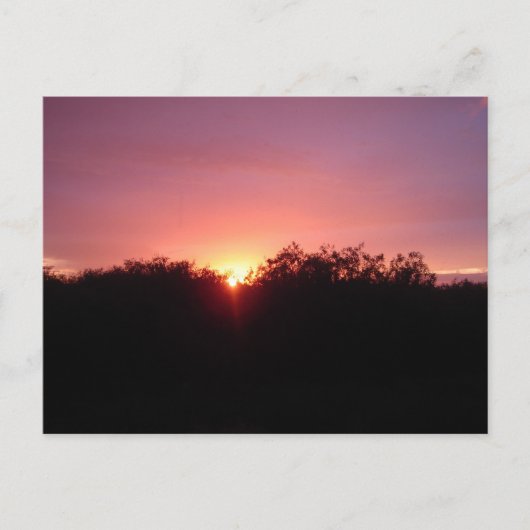木上の沼沢地の日没 ポストカード (正面)