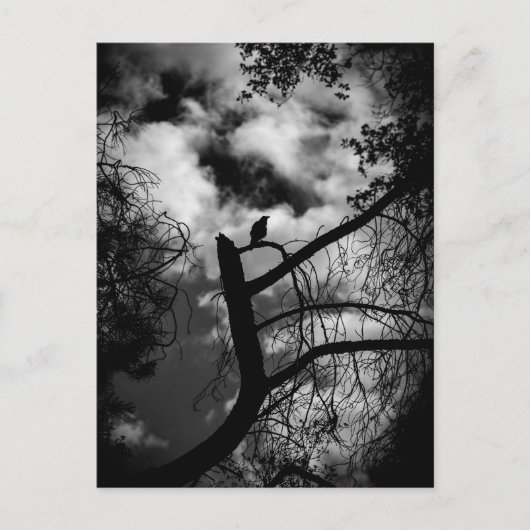 木不気味の中のカラス ポストカード (正面)