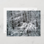 木凍っていの枝 ポストカード (正面/裏面)