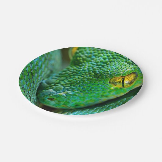 木場面 ペーパープレート (アングル)