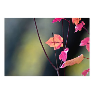 木材の懸命 フォトプリント
