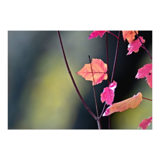 木材の懸命 フォトプリント            (正面)