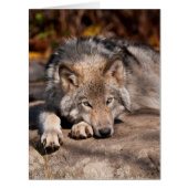 木材ウルフカード (正面)