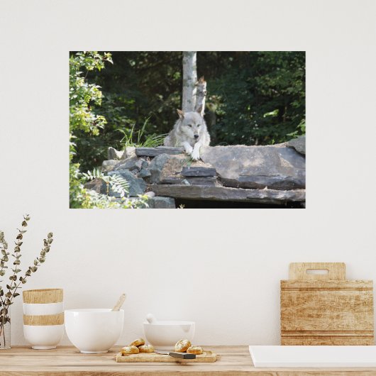 木材オオカミの休息。 ポスター (キッチン)