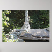 木材オオカミの休息。 ポスター (正面)