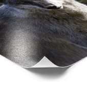 木材オオカミ – クローズアップ フォトプリント            (角)