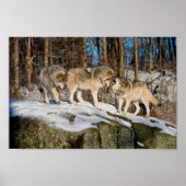 木材オオカミ ポスター (正面)
