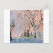 木氷で覆われた柳 ポストカード (正面)