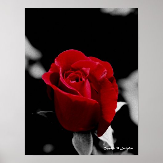 木炭バラ ポスター (正面)