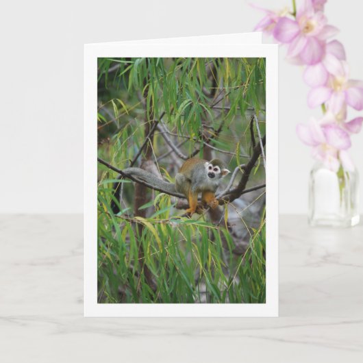 木猿 カード (蘭)