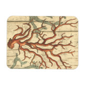 木珊瑚 マグネット (横)