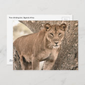 木登山ライオン、ウガンダ・アフリカ ポストカード (正面/裏面)
