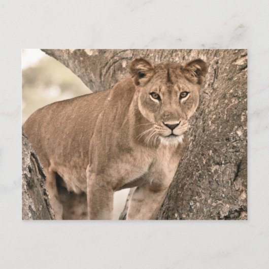 木登山ライオン、ウガンダ・アフリカ ポストカード (正面)