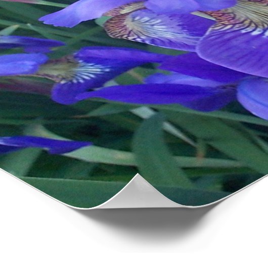 木目アイリス ポスター (角)