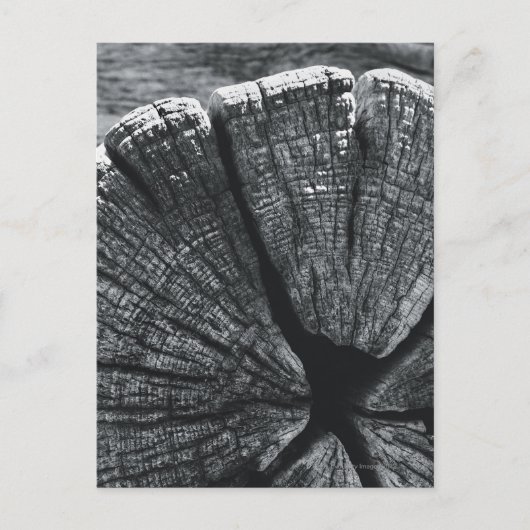 木目詳細 ポストカード (正面)