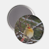 木磁石の（鳥）ショウジョウコウカンチョウ雌 マグネット (正面/裏面)