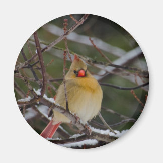木磁石の(鳥)ショウジョウコウカンチョウ雌 マグネット
