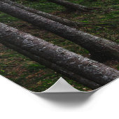 木苔 ポスター (角)