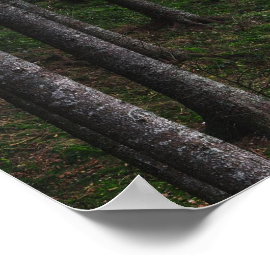 木苔 ポスター (角)