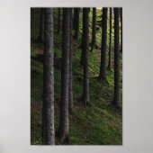 木苔 ポスター (正面)