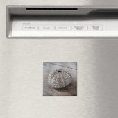 木製のテーブルの上のシェル マグネット (インサイチュ (食洗機))