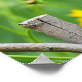 木製のフェンスの灰色のキャットバード ポスター (角)