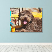 木製のベンチに横たわるラゴットロマグノロ キャンバスプリント (インサイチュ (ウッドフロア))