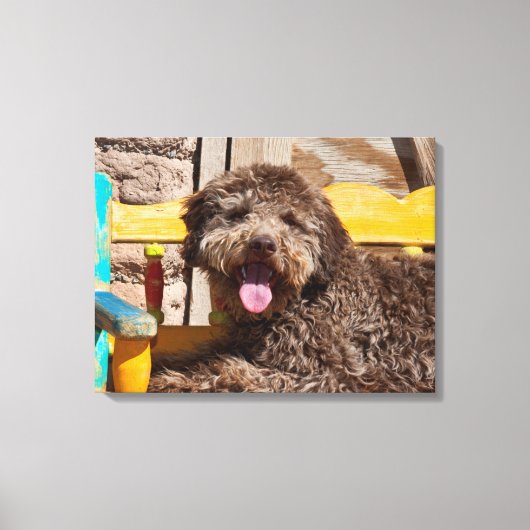 木製のベンチに横たわるラゴットロマグノロ キャンバスプリント (正面)