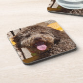 木製のベンチに横たわるラゴットロマグノロ コースター (左側)