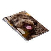 木製のベンチに横たわるラゴットロマグノロ ノートブック (右側)