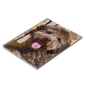 木製のベンチに横たわるラゴットロマグノロ ノートブック (左側)