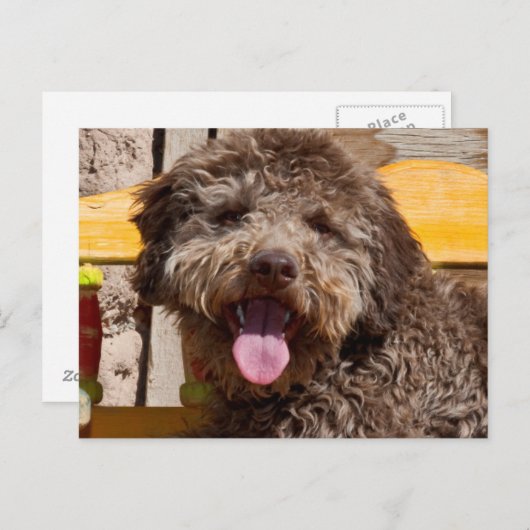 木製のベンチに横たわるラゴットロマグノロ ポストカード (正面/裏面)