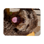 木製のベンチに横たわるラゴットロマグノロ マグネット (横)