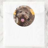 木製のベンチに横たわるラゴットロマグノロ ラウンドシール (バッグ)