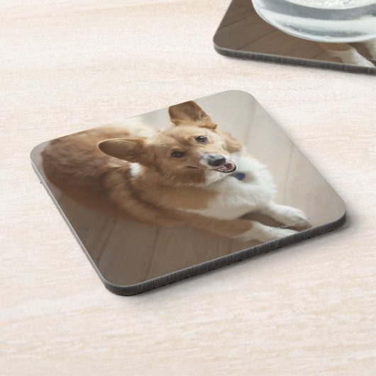 木製の床にあっているウェールズのペンブロークのコーギー犬 コースター (左側)