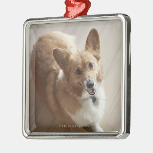 木製の床にあっているウェールズのペンブロークのコーギー犬 メタルオーナメント (左)